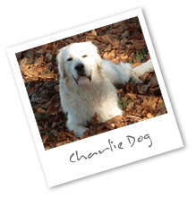 Caroles Pet Sitting Services - Charlie Dog